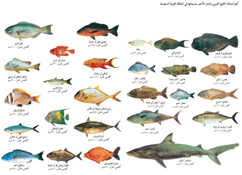 انواع السمك في البحر الاحمر
